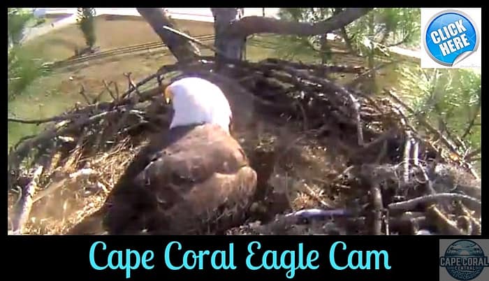cape-coral-eagle